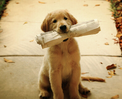 讓寵物狗玩玩具應(yīng)了解的事項